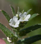 Corn gromwell